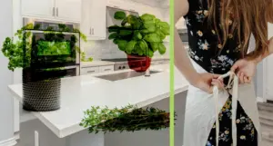 Plant Girl Era Activated: The Top 5 Kitchen Herbs You Can Grow at Home