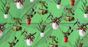 Plants Are the Ultimate Style Upgrade for Your Space