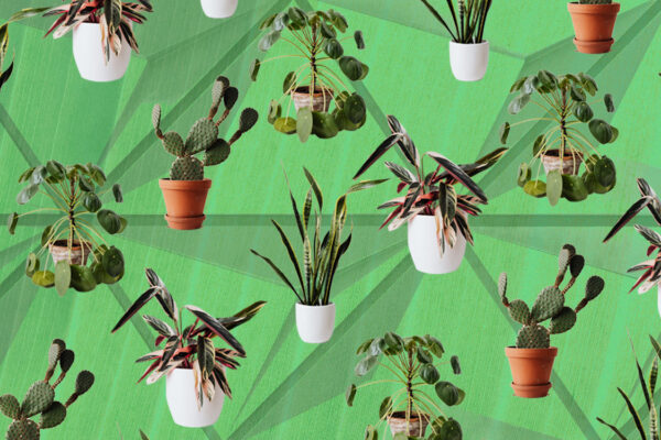 Plants Are the Ultimate Style Upgrade for Your Space